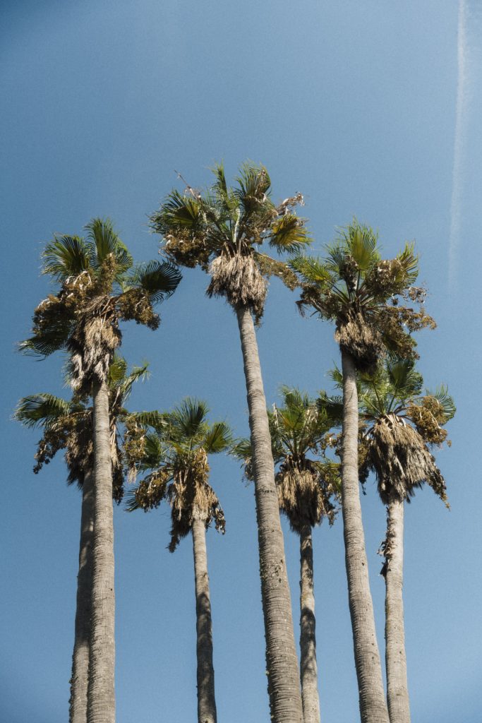 Palmen der Finca Predio Son Serra